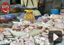 ไก่ทาสีย้อมผ้า ขายตามตลาดสด ระบาดหนักในภาคใต้ ไก่ทาสีย้อมผ้า ขายตามตลาดสด ระบาดหนักในภาคใต้